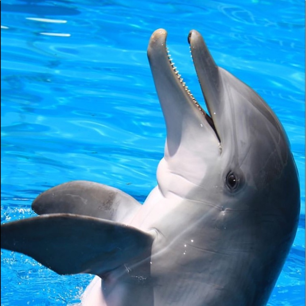 Meet your Posher, Abigail